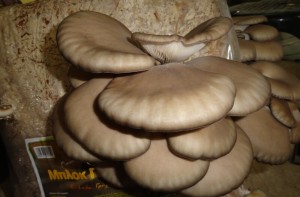 manitari3_335838426