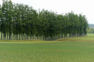 windbreaks-1
