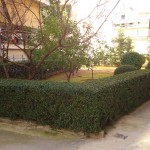 φυτά σχημάτων, ευρωστία φυτών, ευρωστία, fyta sxhmatvn, fita sximaton